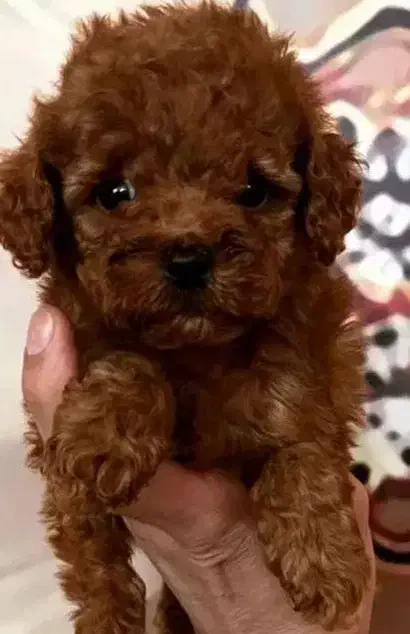 توی پودل و تاینی پودل دوماهه|سگ|تهران, وردآورد|دیوار