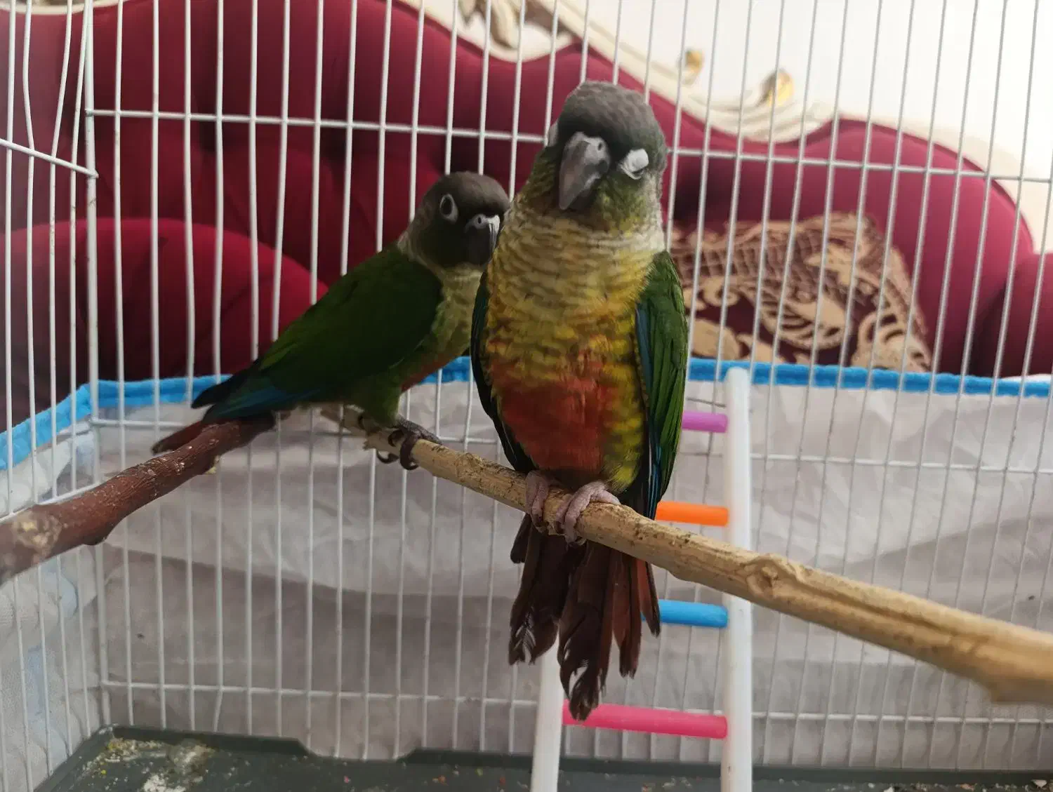 گرینچیک|پرنده|گناباد, |دیوار