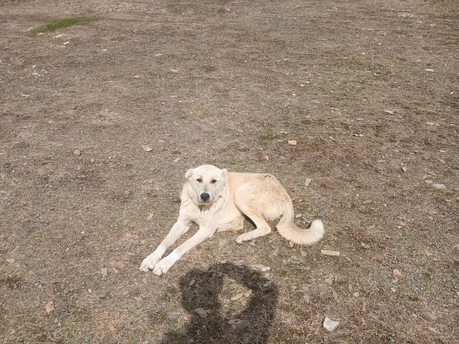 واگذاری سگ|سگ|مریوان, |دیوار