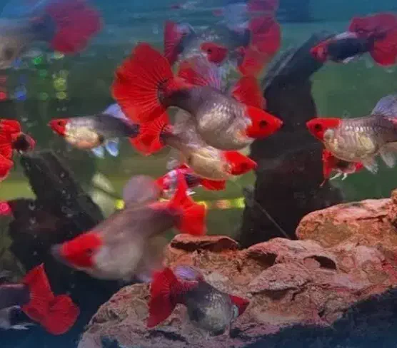 ماهی گوپی کوی بالن،مولی بالن، پلاتی بالن|ماهی|تهران, شهرک شریعتی|دیوار