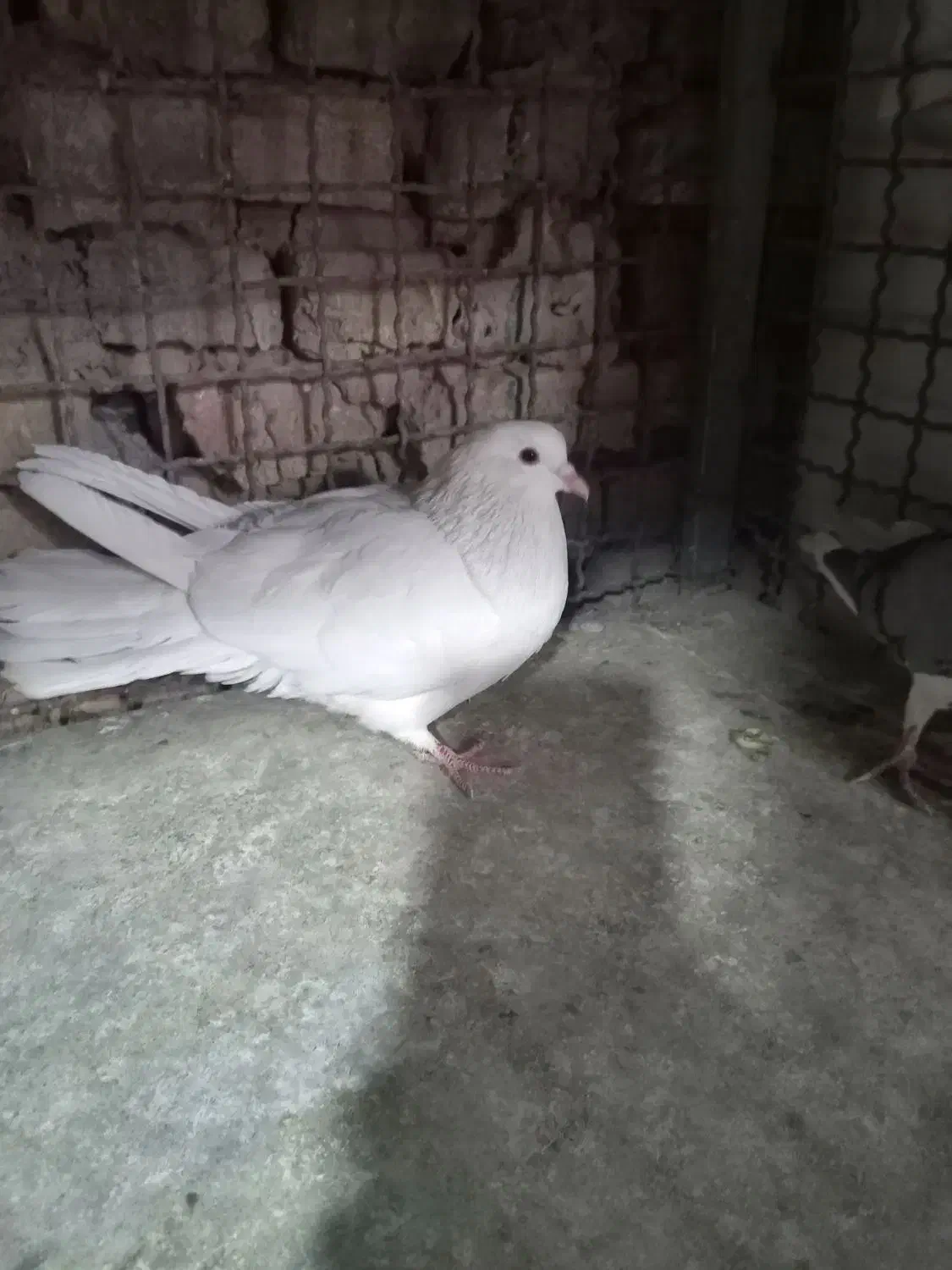 سفید دمگیر|پرنده|اصفهان, شاهد|دیوار