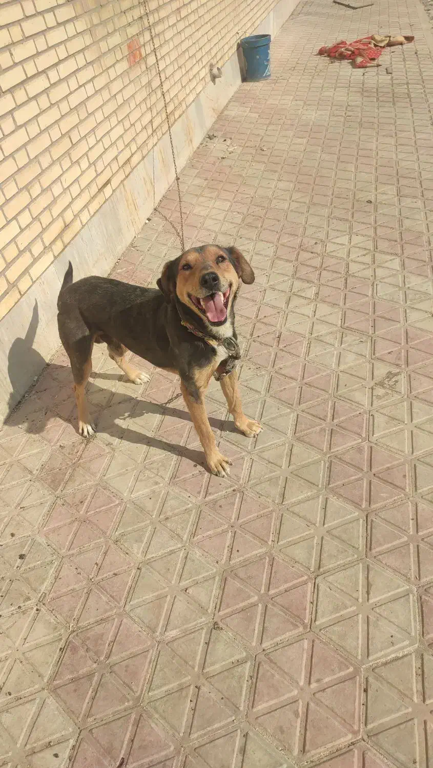 سگ نگهبان|سگ|لنجان, |دیوار