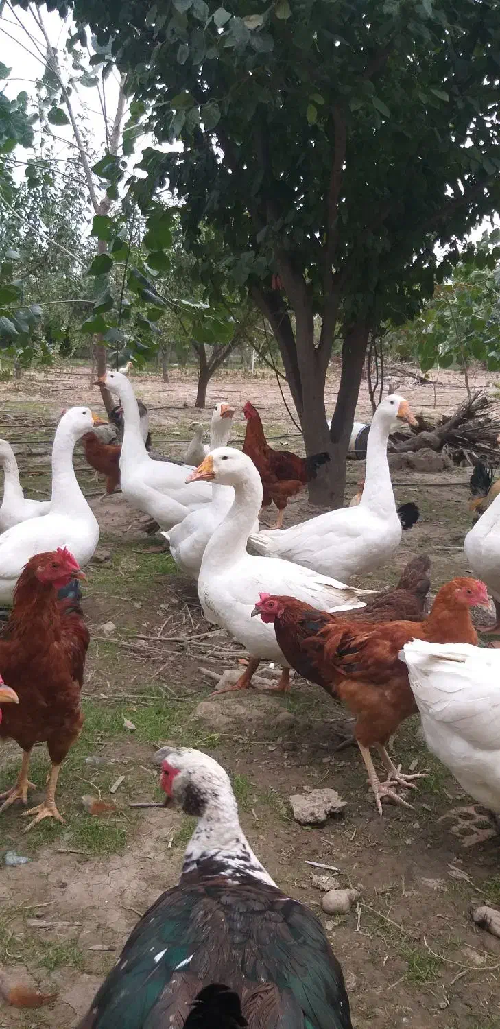 غاز|حیوانات مزرعه|گرگان, |دیوار