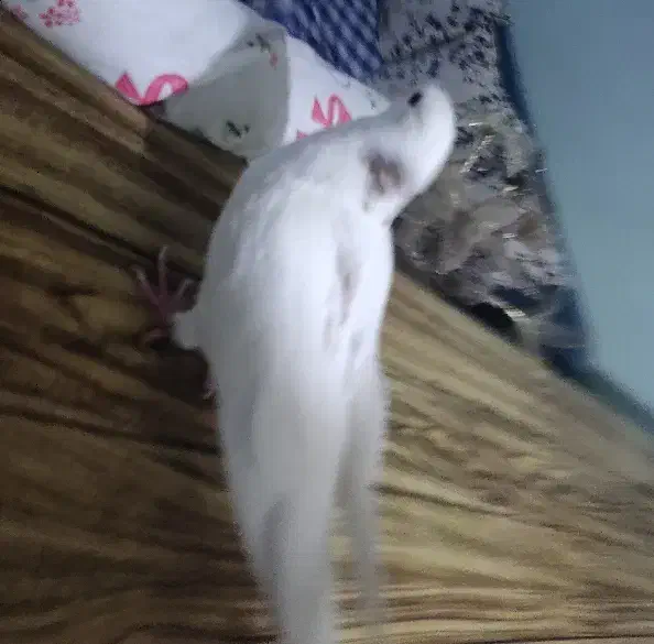 جوجه کبوتر شیخ|پرنده|فولادشهر, B2|دیوار