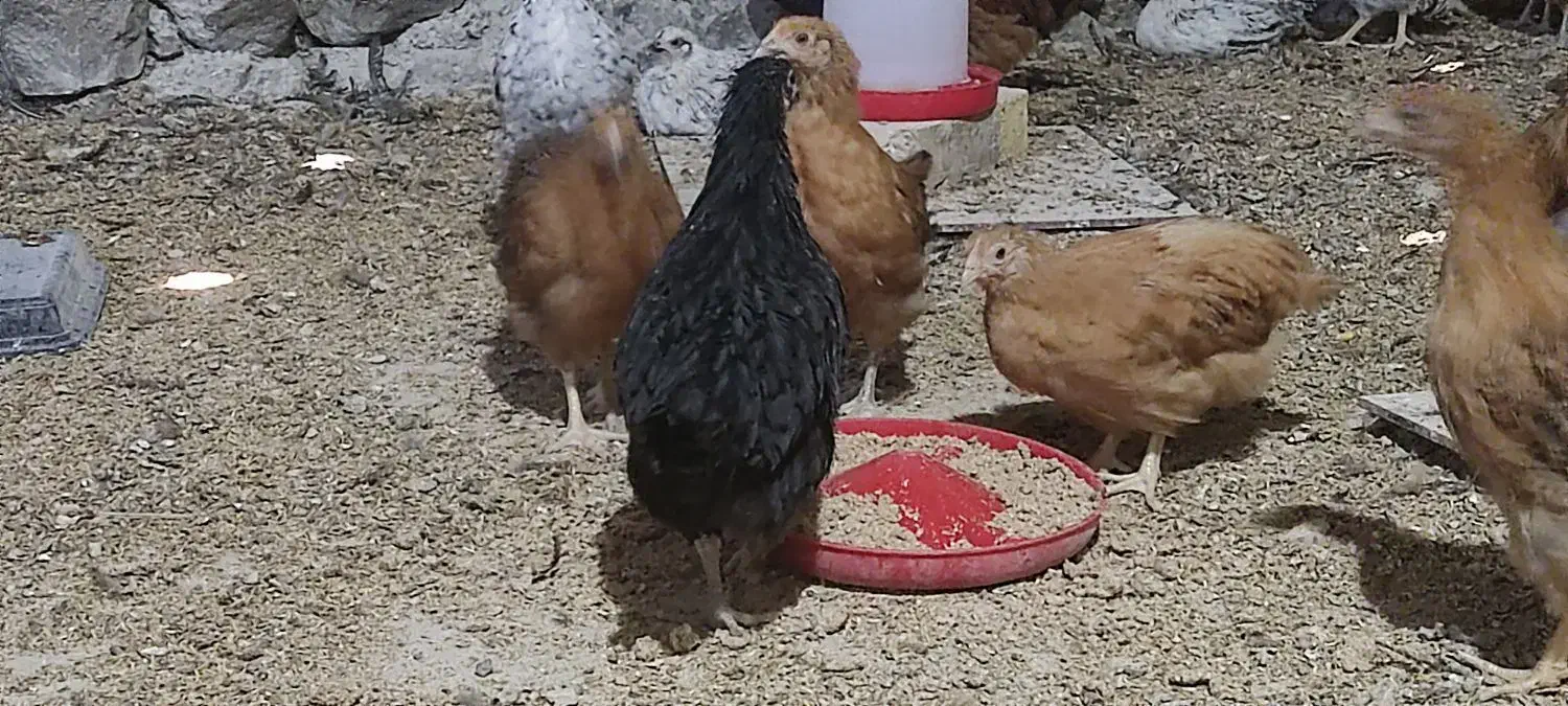 جوجه خروس و جوجه مرغ محلی|حیوانات مزرعه|ارژن, |دیوار