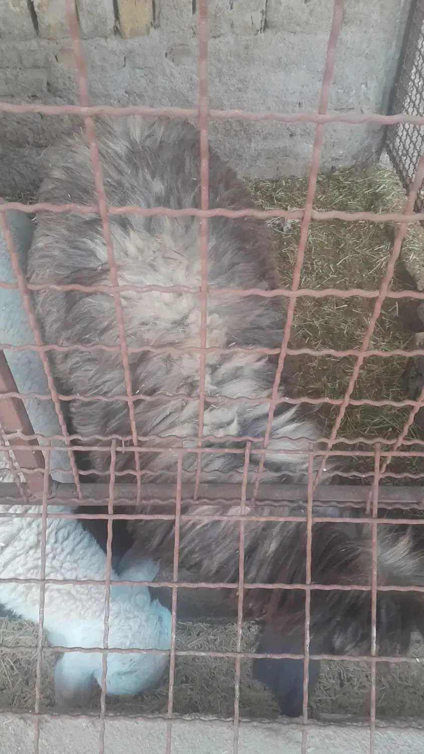 بره|حیوانات مزرعه|اردکان, |دیوار