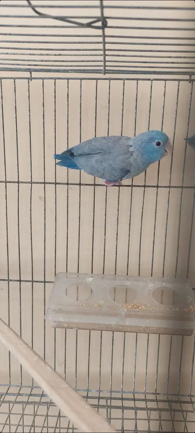 پروتلت|پرنده|تهران, هفت حوض|دیوار