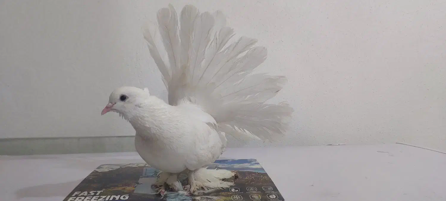 کبوتر دم چتری سفید نر اصل|پرنده|جم, |دیوار