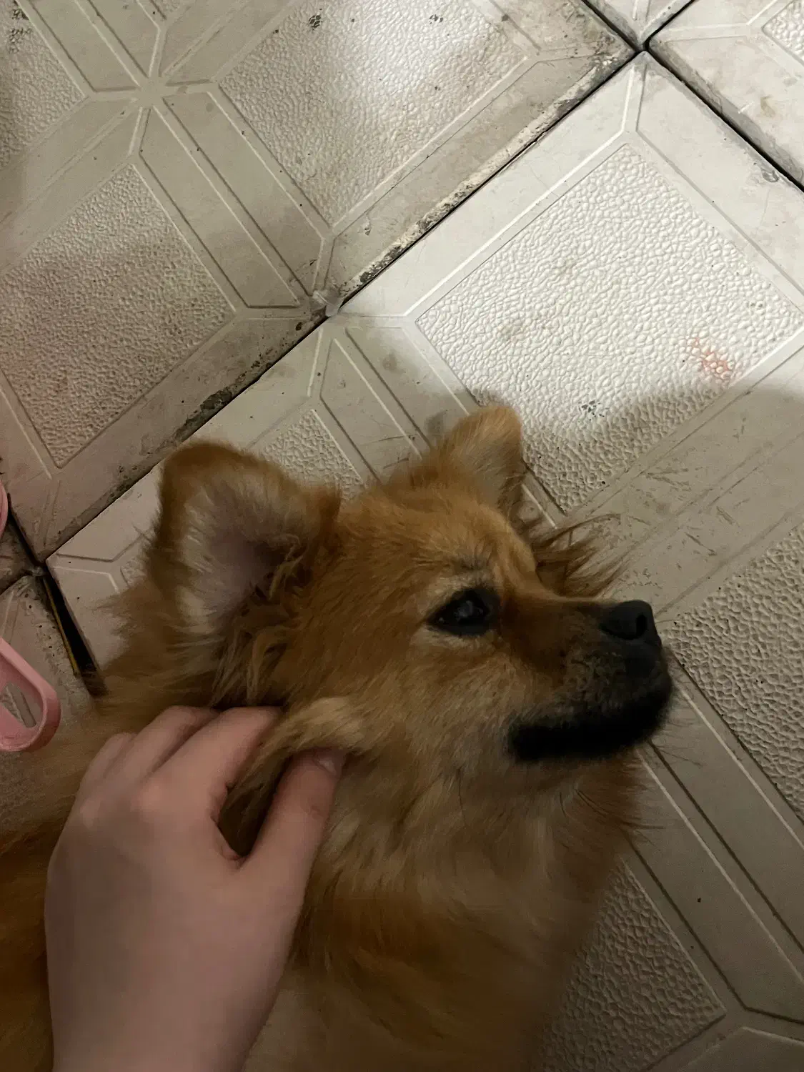 پامر اشپیتز|سگ|کرمانشاه, |دیوار