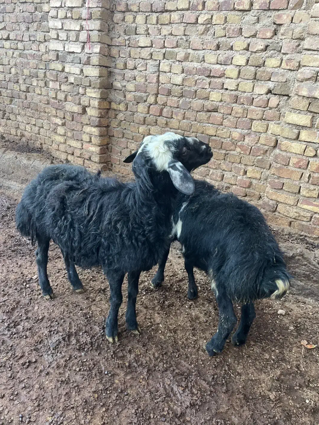 فروش. دوتا  بره نر چاق|حیوانات مزرعه|اراک, |دیوار