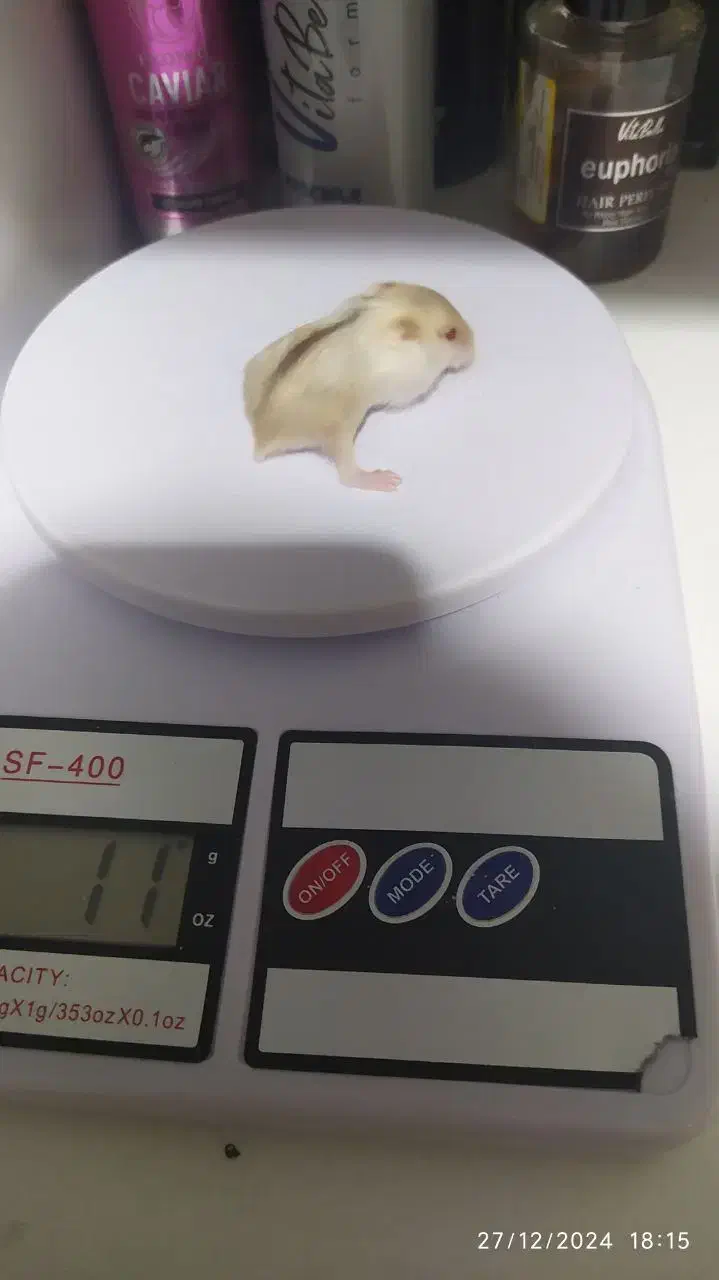 همستر کمپل|موش و خرگوش|تهران, بریانک|دیوار