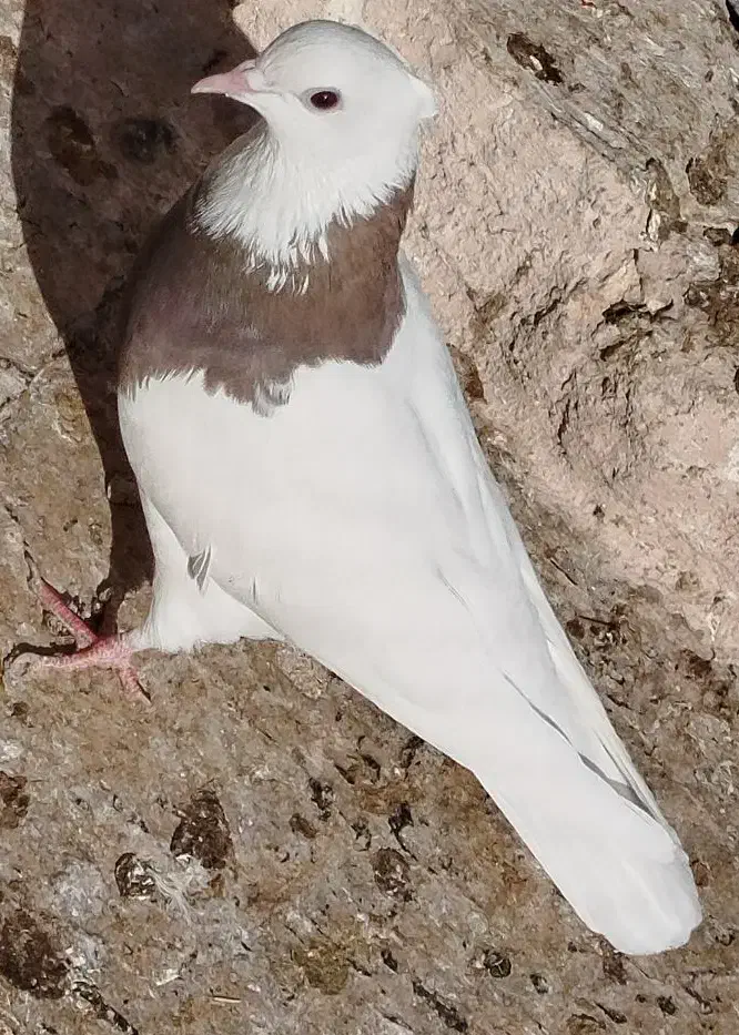 ک طوقی|پرنده|مبارکه, |دیوار