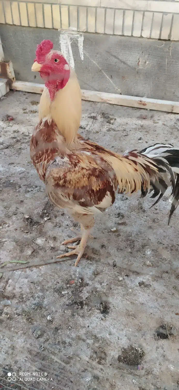 خروس|حیوانات مزرعه|نیک شهر, |دیوار