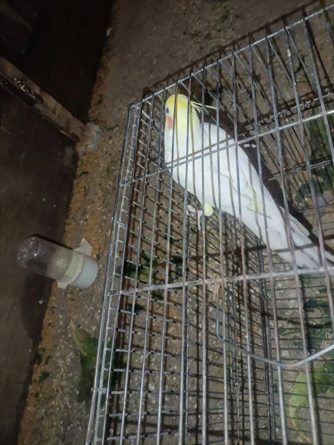 عروس هلندی لوتینو|پرنده|میاندوآب, |دیوار