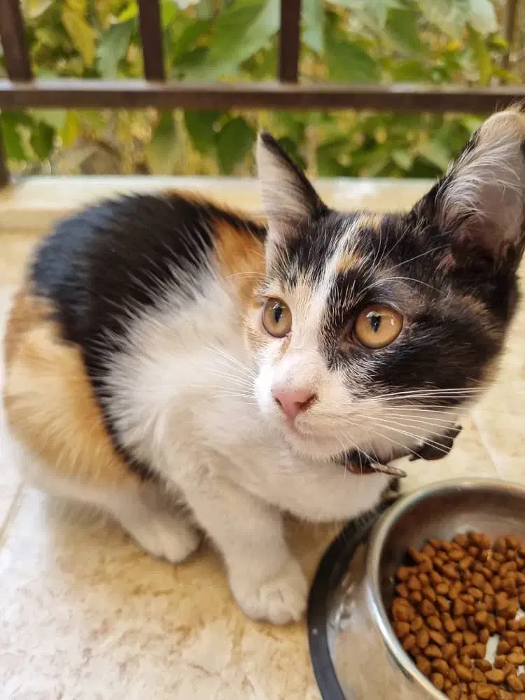 واگذاری گربه|گربه|تهران, یاخجی آباد|دیوار