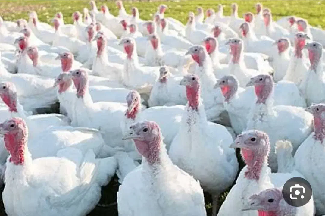 بوقلمون|حیوانات مزرعه|تربت‌حیدریه, بالا ولایت|دیوار