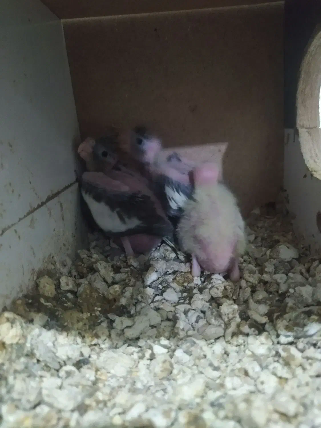 سرلاکی|حراج|پارس‌آباد, |دیوار