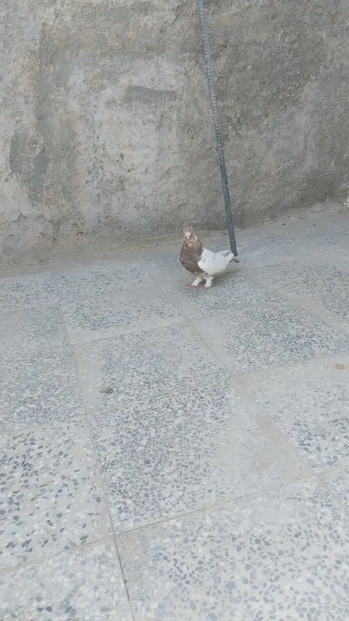 کبوتر سینه ای|پرنده|شاهین‌شهر, حاجی آباد|دیوار