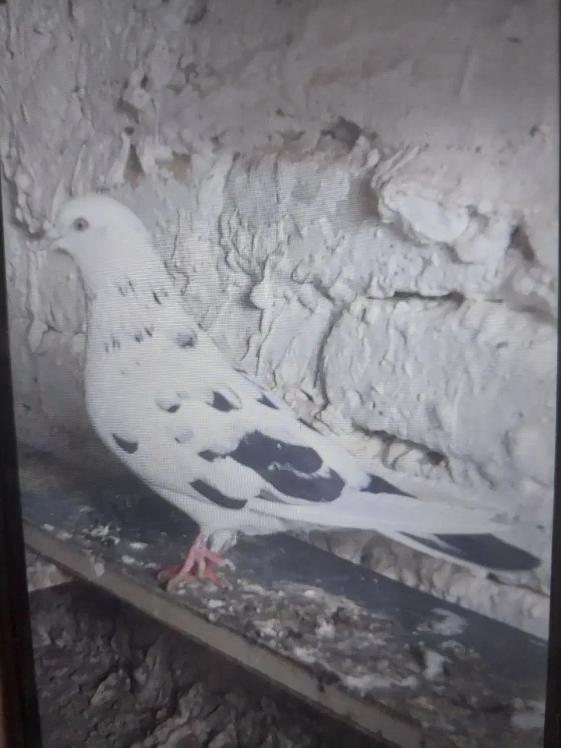 .کبوتر نرسوسکی زیربالش رنگ است دیروزگم شده|حیوانات|نیمروز, |دیوار