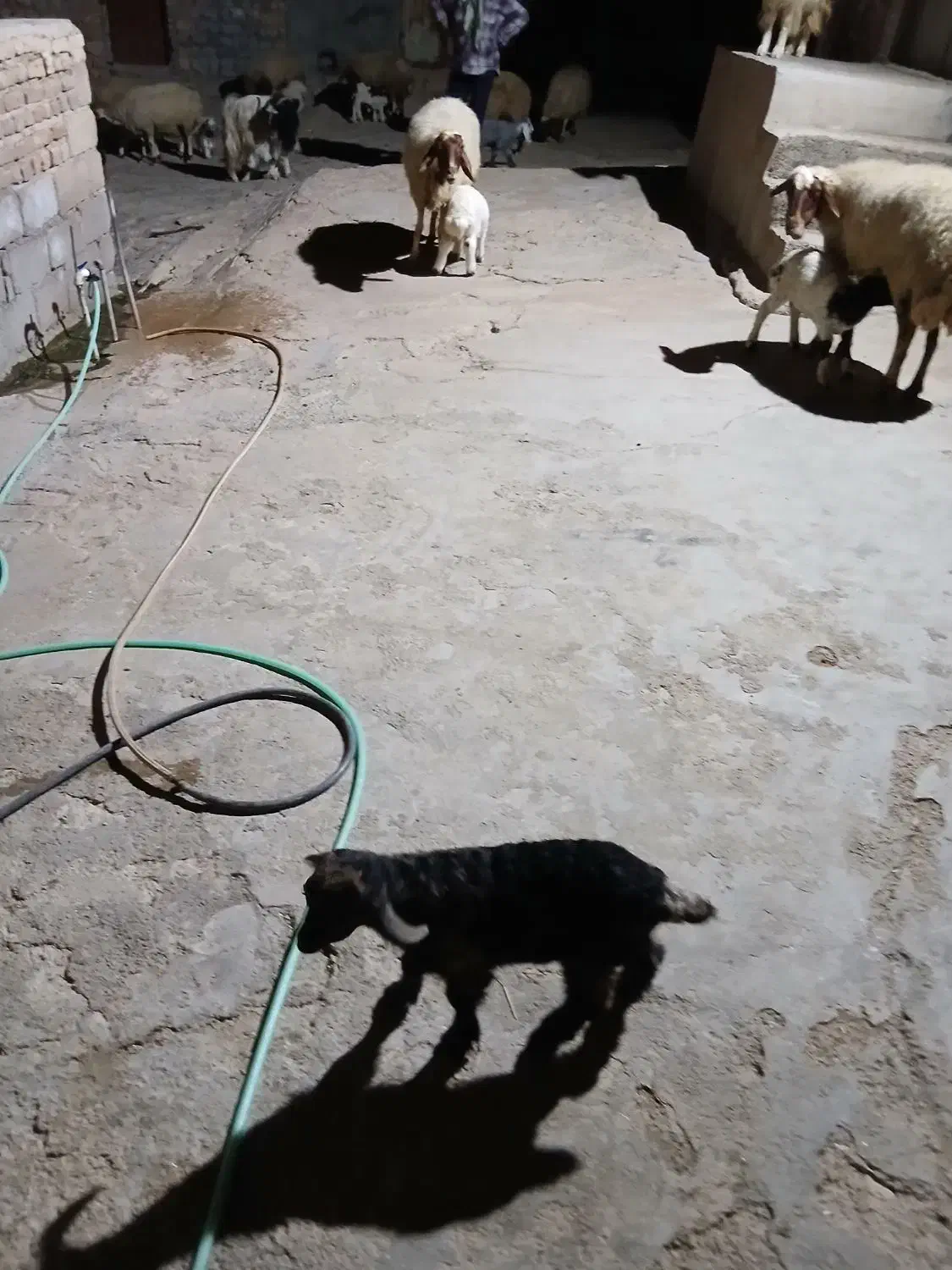 دو عدد بزغاله کوچک شیری خوار بفروش میرسید|حیوانات مزرعه|ایوان, |دیوار