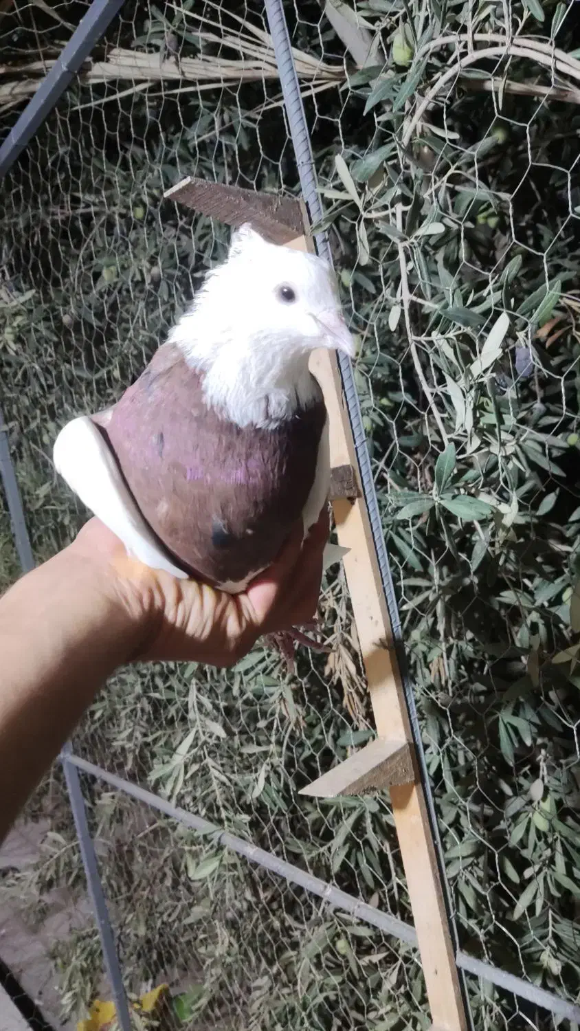 نر طوق سرخ|پرنده|راور, |دیوار