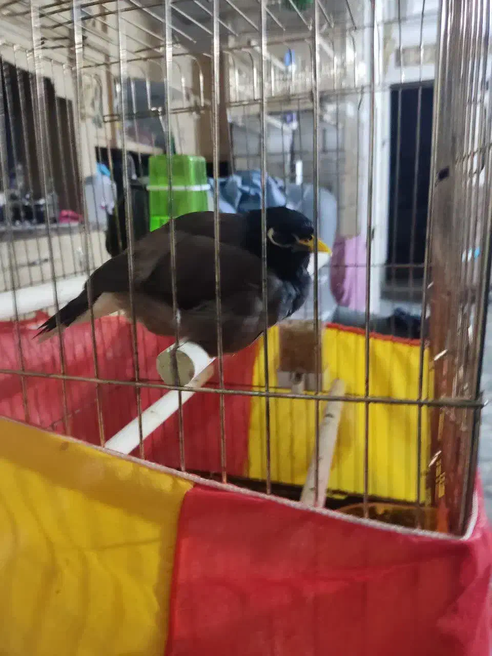 مینا سخنگو بالای 30 کلمه و جمله گو|پرنده|قم, باسکول|دیوار