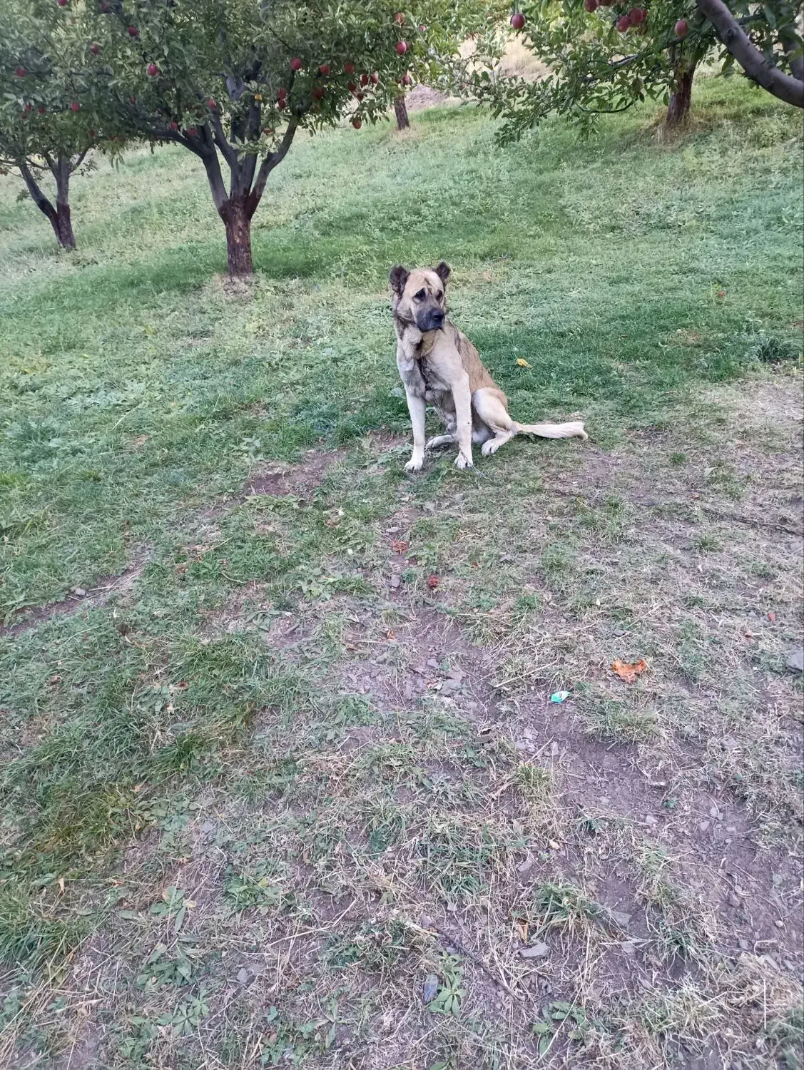 فروش سگ گله دوساله به علت نبود جا قیمت توافقی|سگ|ترکمانچای, |دیوار