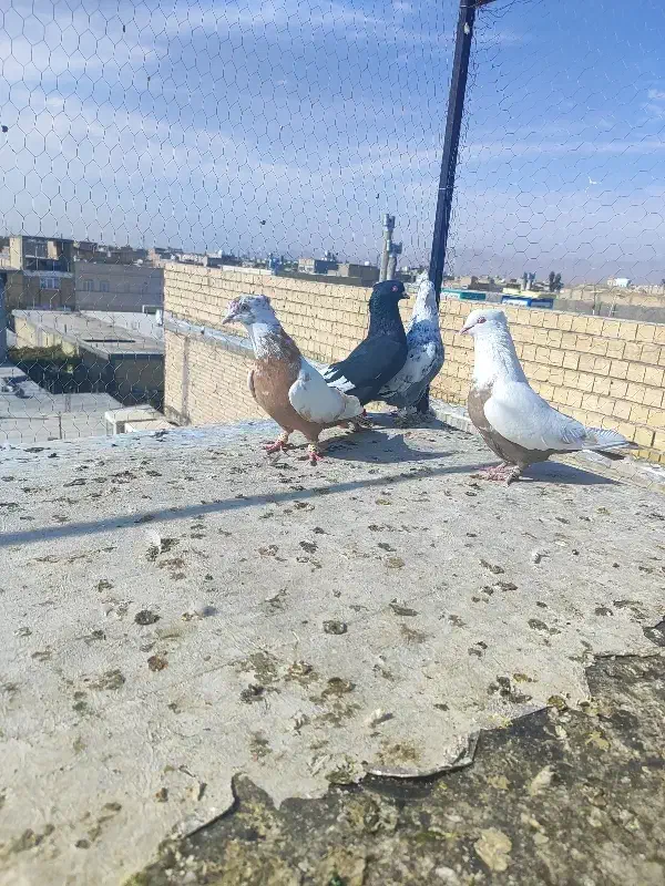 کبوتر|پرنده|مرودشت, ثبت احوال|دیوار