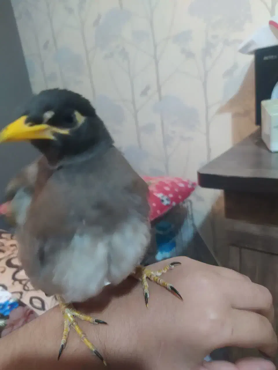 جوجه مرغ مینا|پرنده|فولادشهر, B7|دیوار