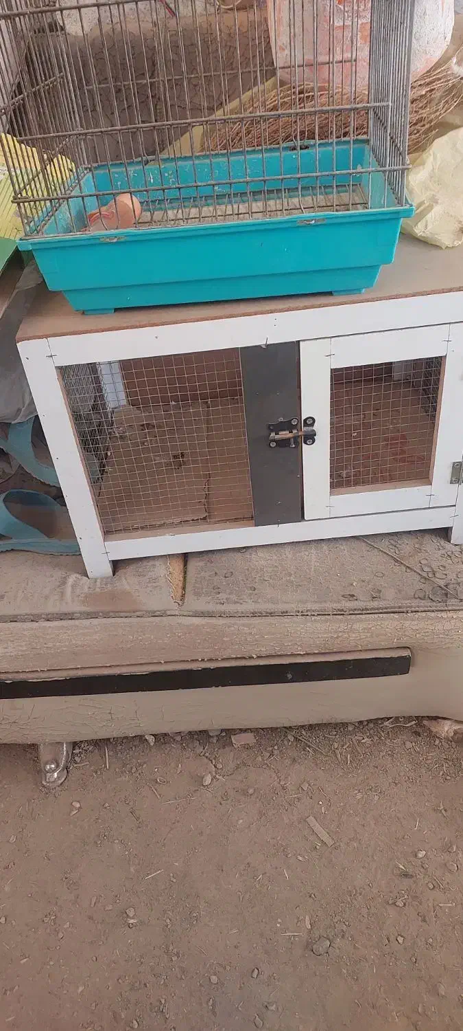 وسایل تفریحی|لوازم جانبی حیوانات|الوند, |دیوار