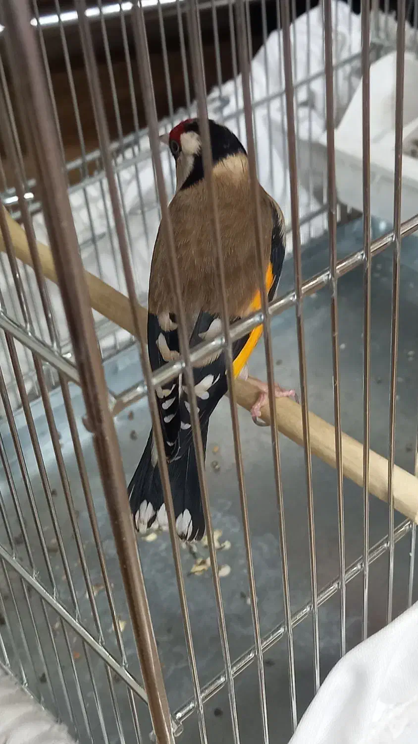 سهره|پرنده|تهران, اقدسیه|دیوار