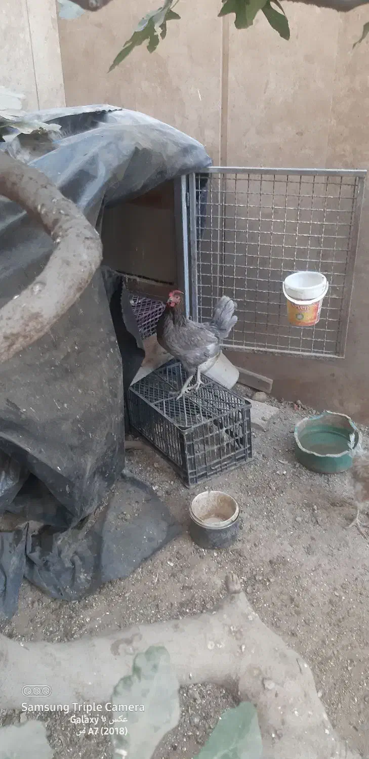 مرغ تخم گزار|حیوانات مزرعه|تهران, سردارجنگل|دیوار