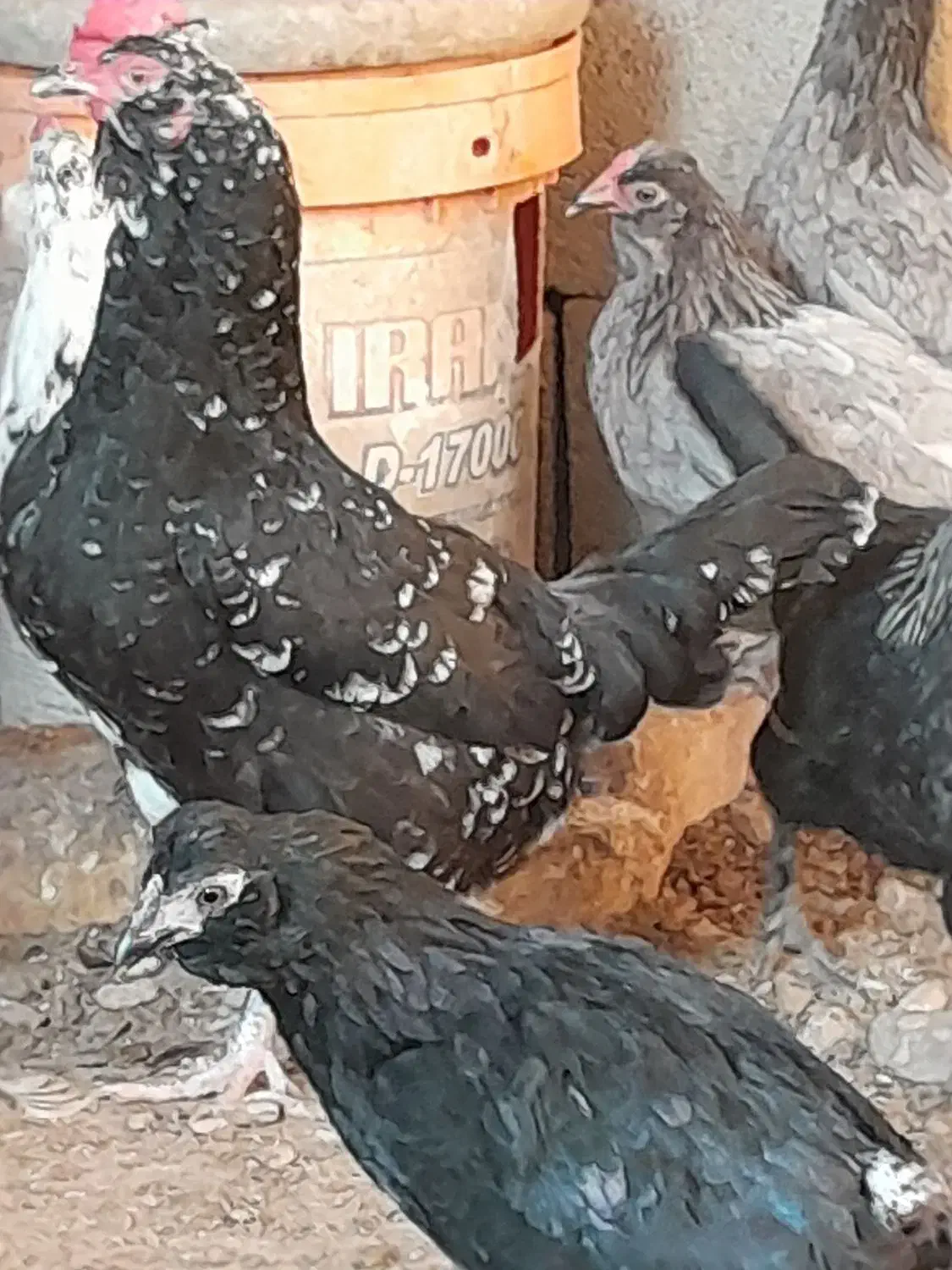 مرغ وخروس محلی اصیل وگلین|حیوانات مزرعه|مرودشت, نقش رستم|دیوار