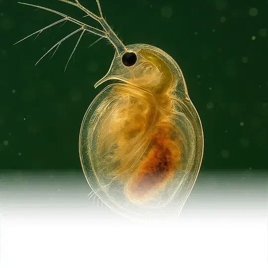 دافنی ماگنا زنده|ماهی|مشهد, شهرک رازی (شهرک غرب)|دیوار