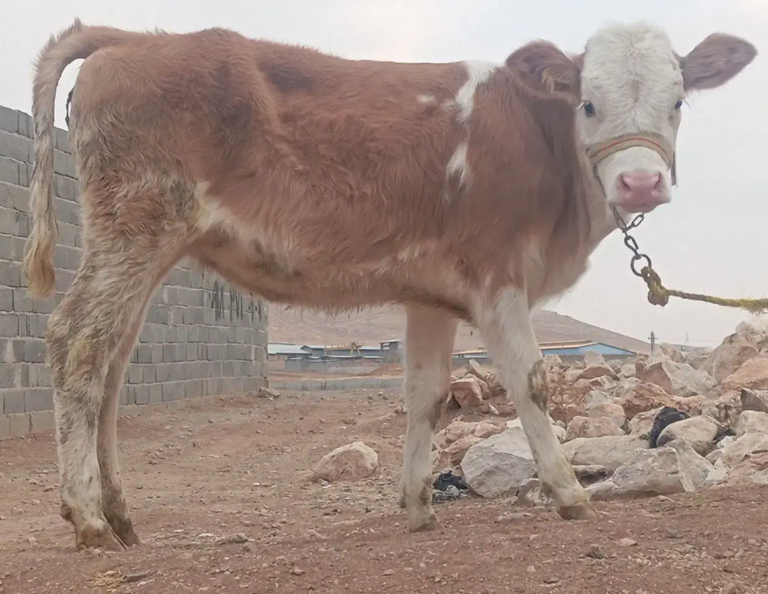 گوساله ماده سیمینتال|حیوانات مزرعه|بیستون, |دیوار