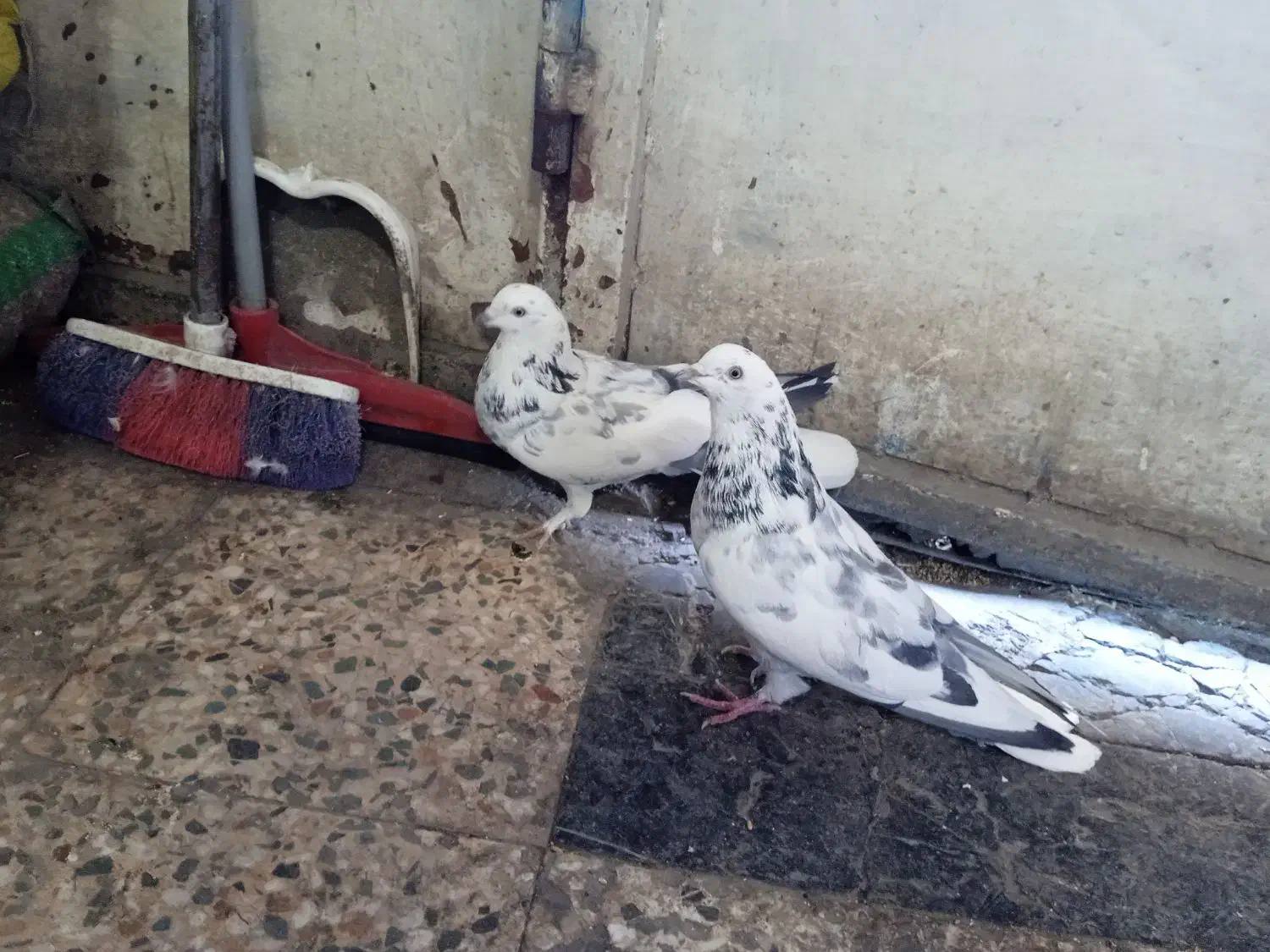 حدود40عدد*کفتر‌‌شهرکردی*پرنده‌سرای‌عیدی*|پرنده|شهرکرد, |دیوار