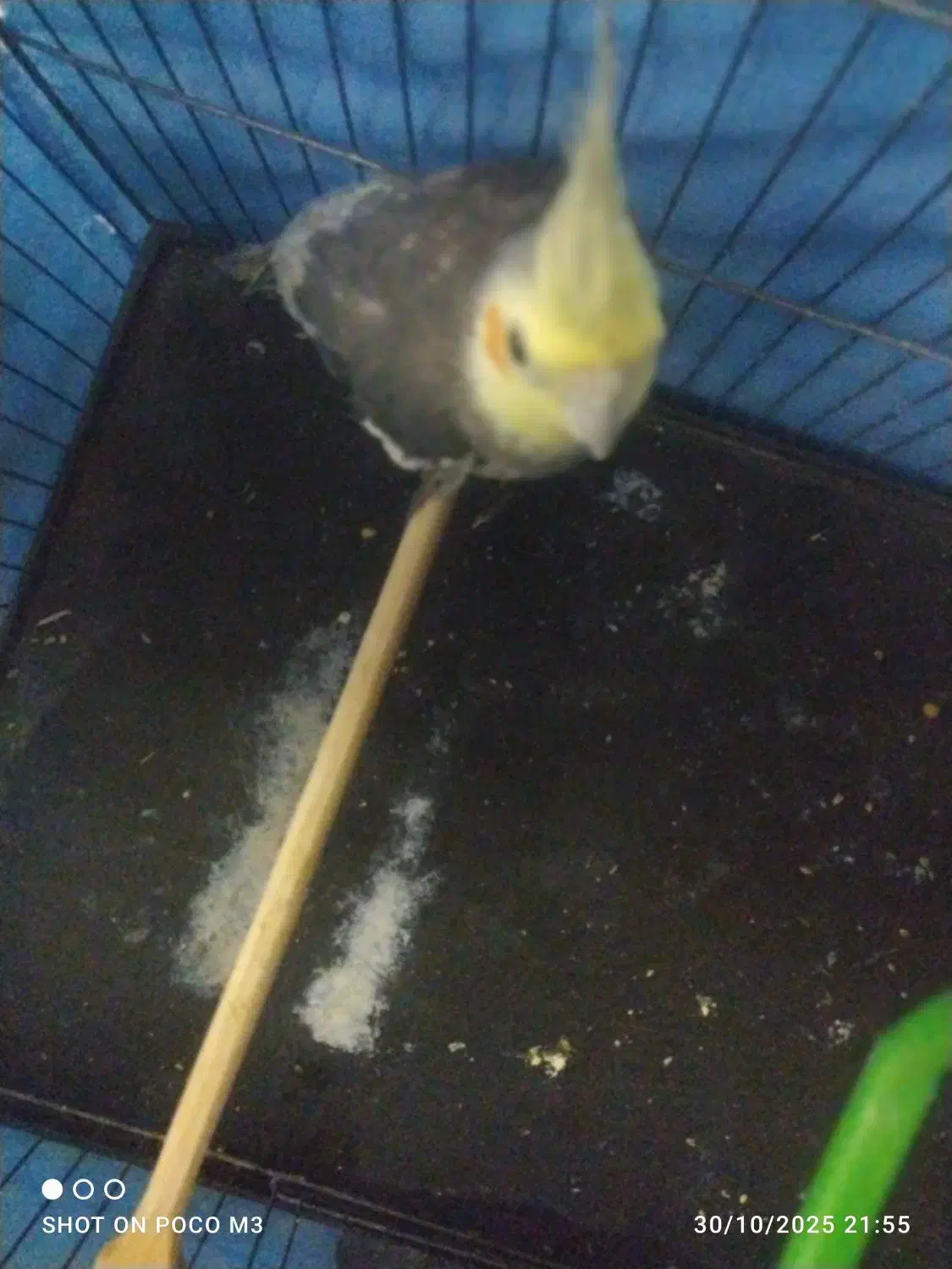 عروس هلندی سرحال و مست نر|پرنده|قرچک, باقرآباد|دیوار