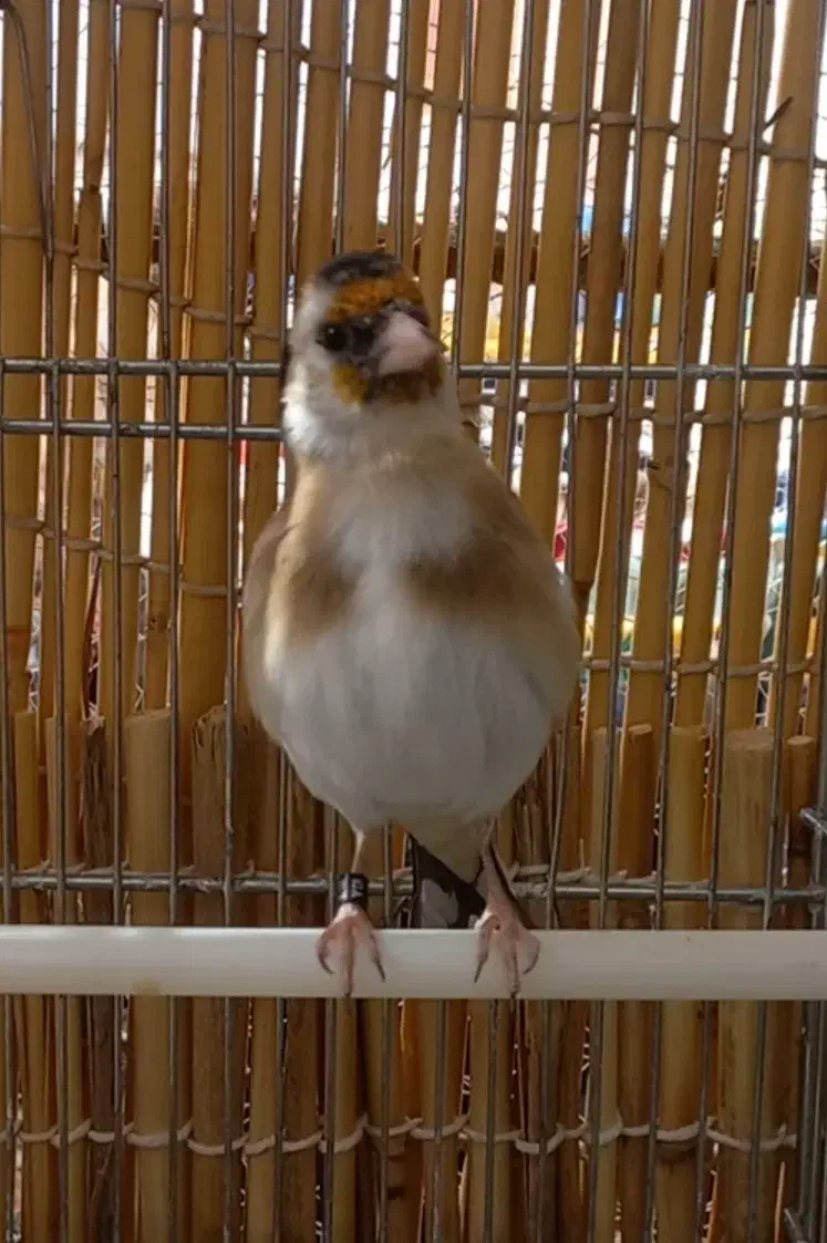 جفت سهره نر و ماده|پرنده|سنندج, |دیوار