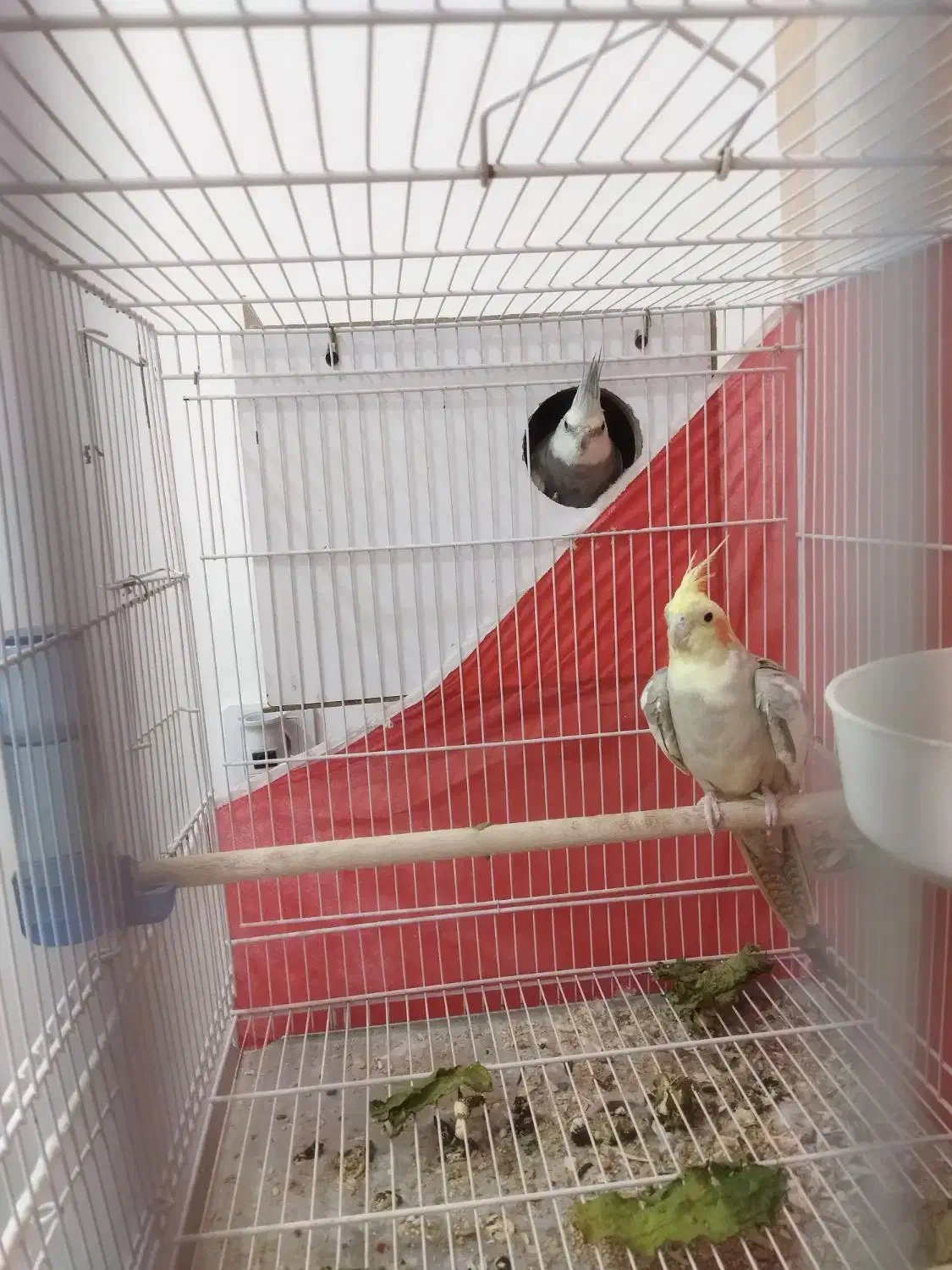 عروس هلندی|پرنده|مشهد, هدایت|دیوار