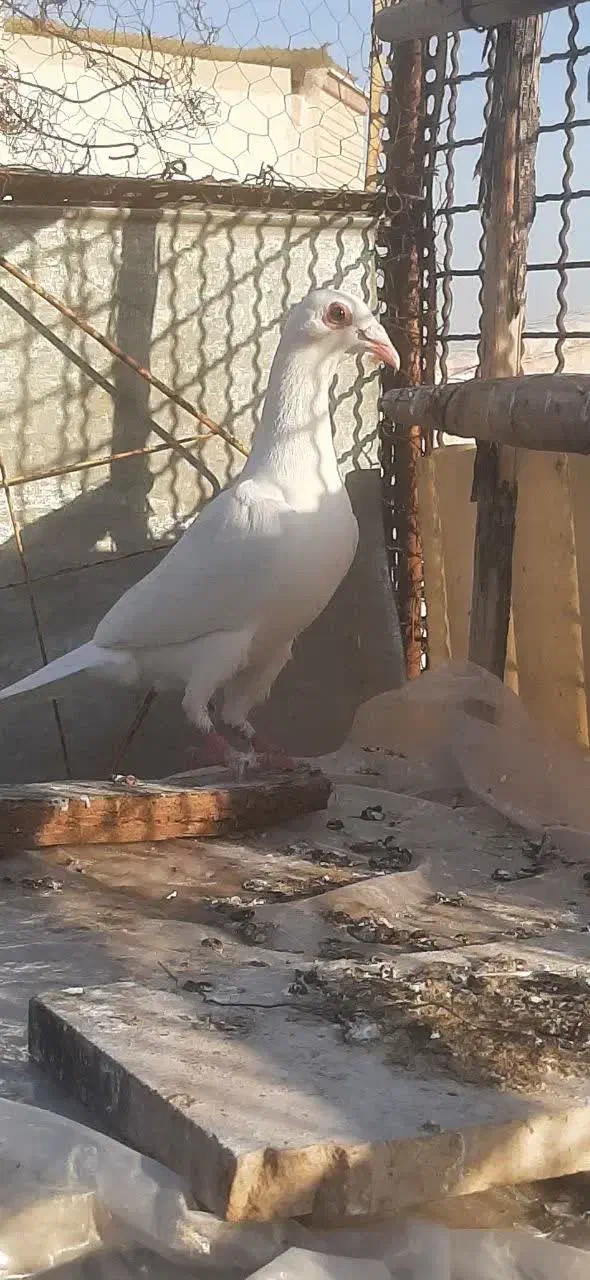 پلاکی|پرنده|شاهین‌شهر, خانه کارگر|دیوار