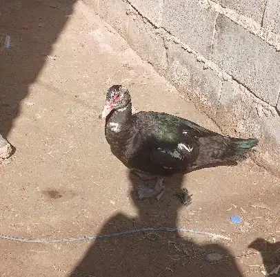 اردک خارجی|حیوانات مزرعه|هامون, |دیوار