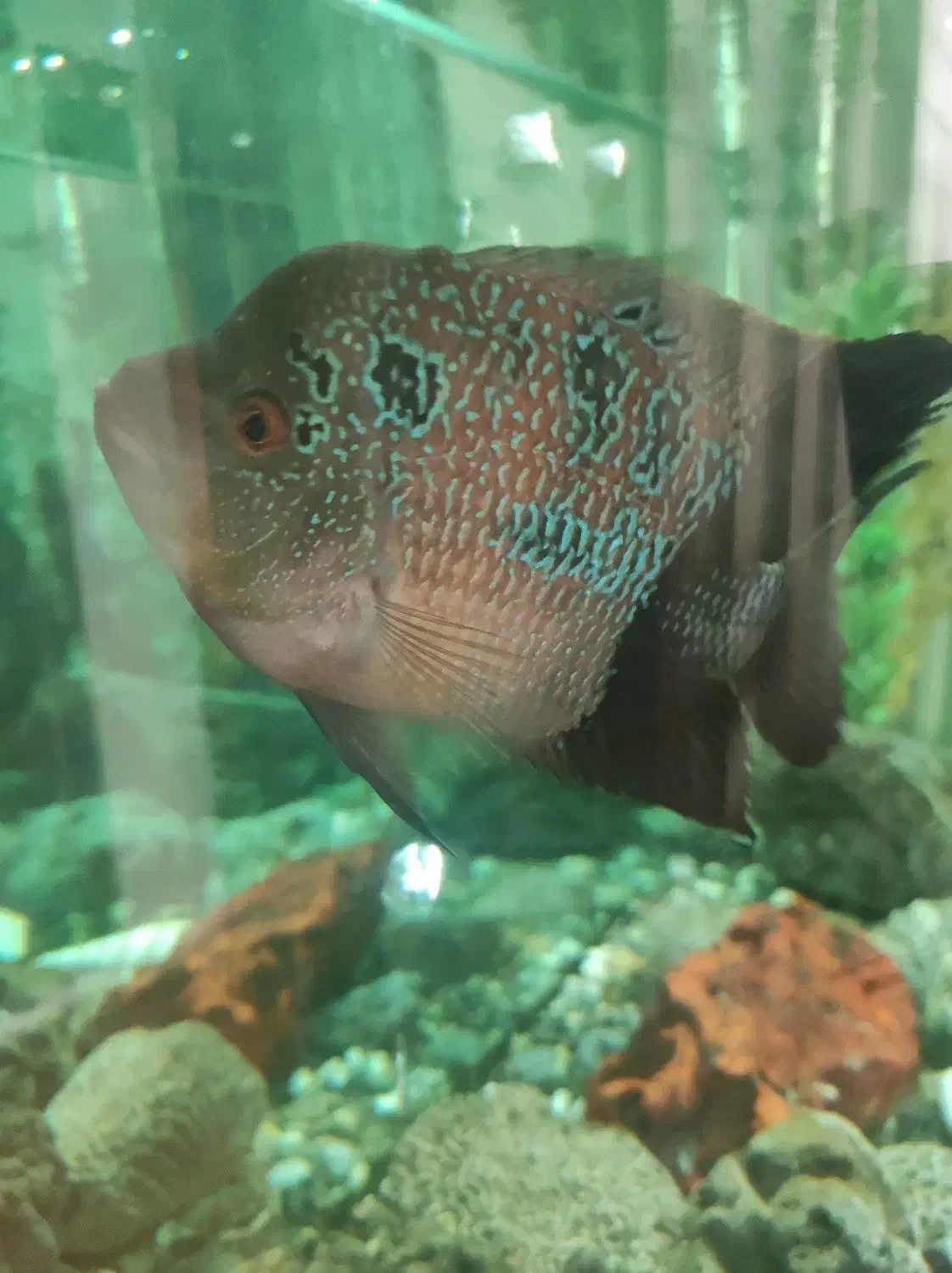 ماهی فلاور|ماهی|اصفهان, میرعماد|دیوار