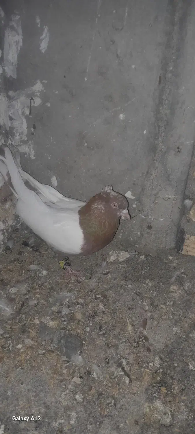 کبوتر سینهای|پرنده|میانه, |دیوار