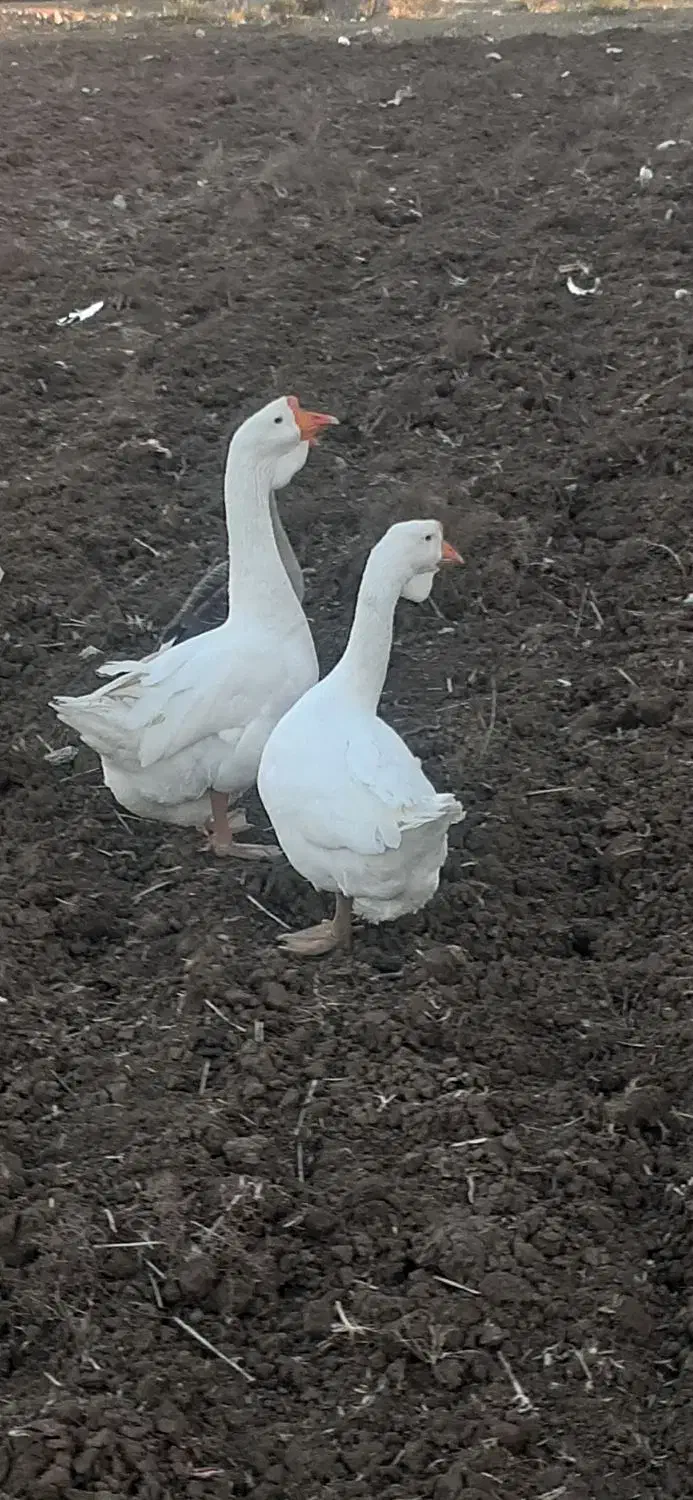 غازلیندا|حیوانات مزرعه|بیله سوار, |دیوار