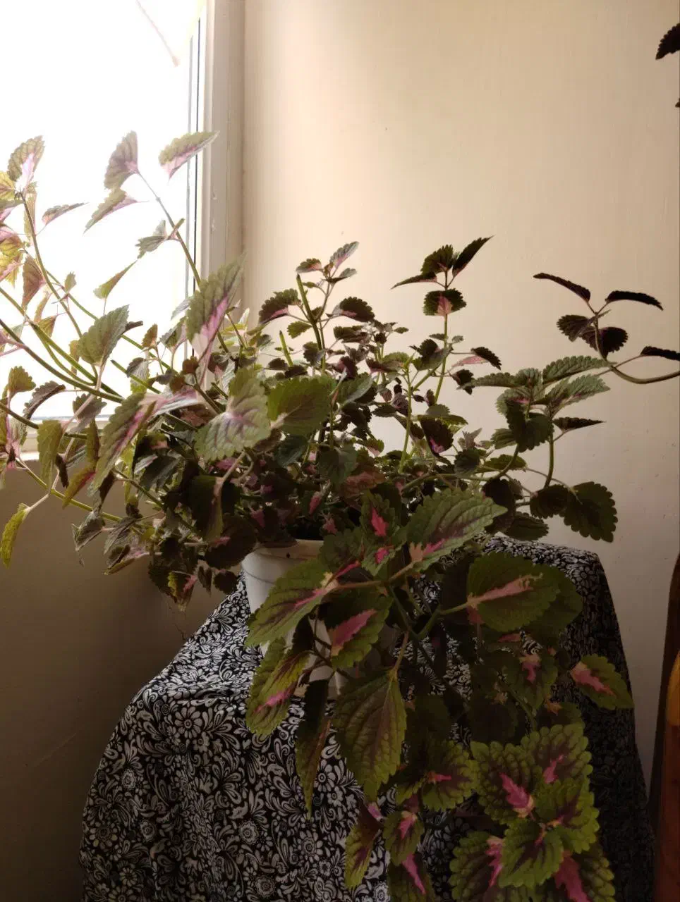 گل حسن یوسف|گل و گیاه طبیعی|گلبهار, شهر جدید گلبهار|دیوار