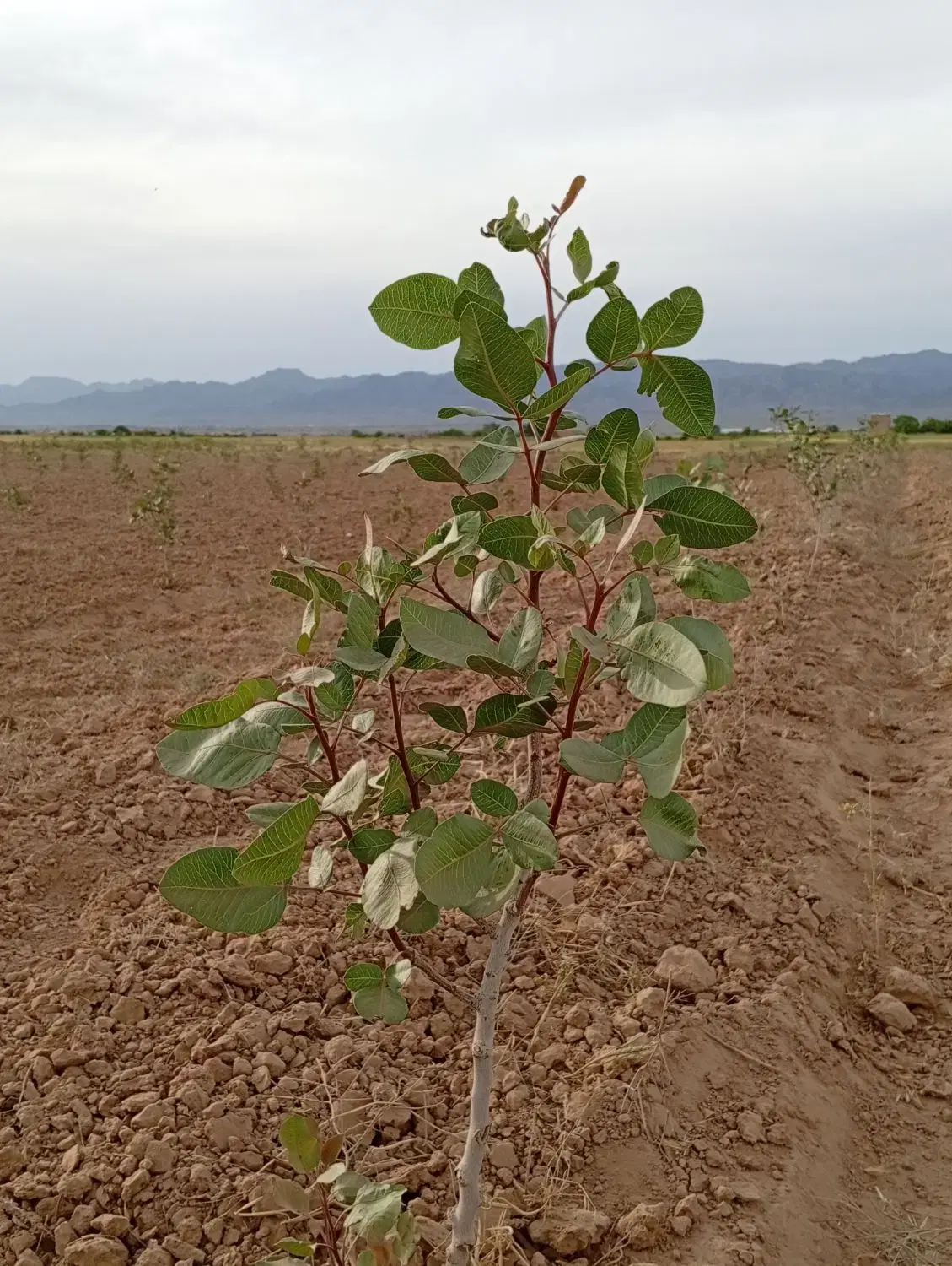 باغ پسته|گل و گیاه طبیعی|کاشمر, |دیوار
