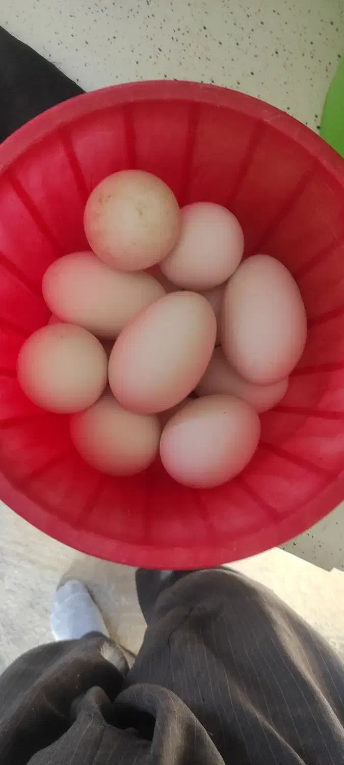 هیلکه قاز|حیوانات مزرعه|خاو و میرآباد, |دیوار