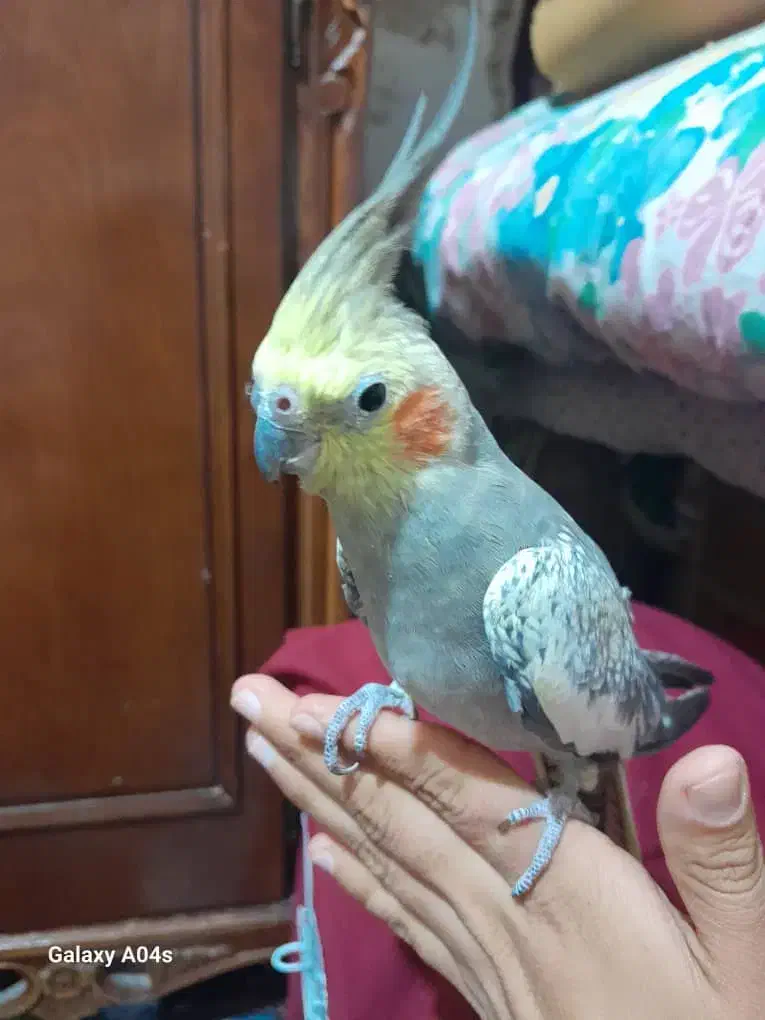 عروس هندی ماده مرواریدی|پرنده|کازرون, |دیوار