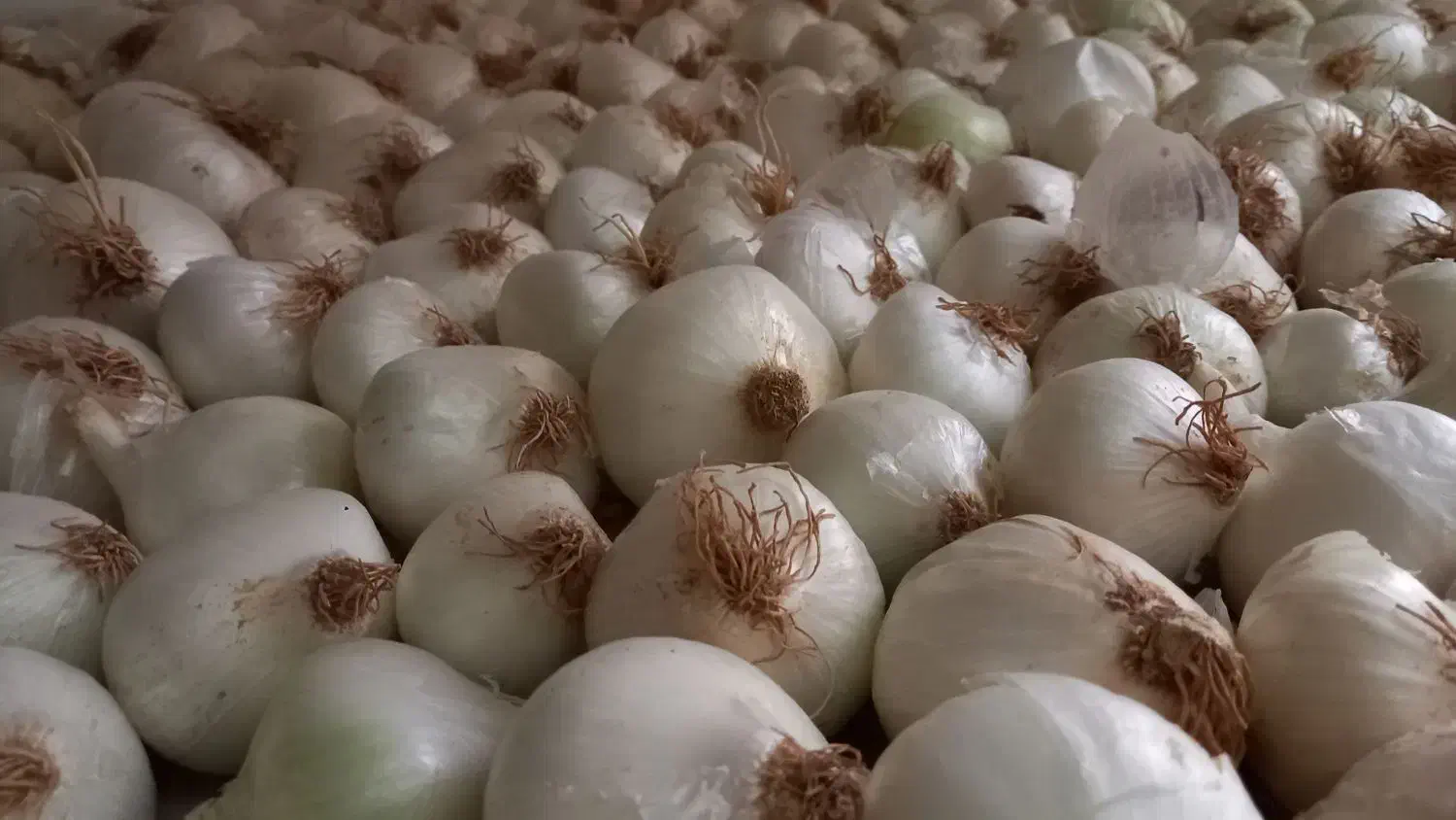 پیاز بومی از خودم کشاورزم|گل و گیاه طبیعی|آران و بیدگل, |دیوار