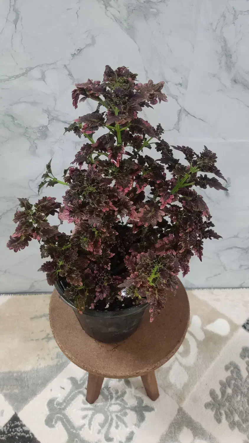 انواع گل|گل و گیاه طبیعی|اردبیل, |دیوار